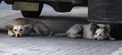 Cádiz. Medina Sidonia. Perros a la sombra