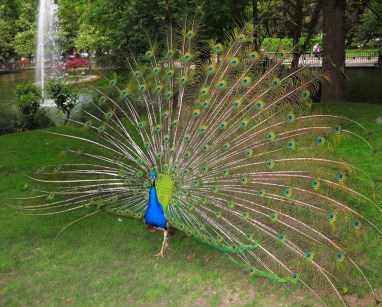 © 2010 M.T. Bravo Asturias. Oviedo. Parque San Francisco