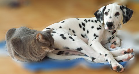 Pinto: Zasi, la gata y Nico, el dálmata.